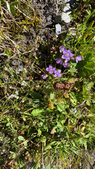 Gentianella campestris