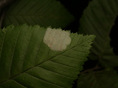 Phyllonorycter coryli