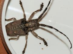 Crossotus stypticus stypticus