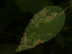 Liriomyza eupatorii