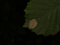 Phyllonorycter coryli