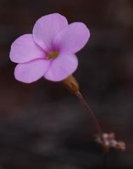 Oxalis engleriana