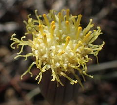 Curio acaulis