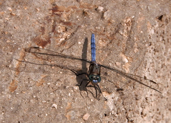 Orthetrum chrysostigma