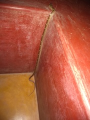 Lycodon anamallensis