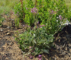 Pelargonium reniforme