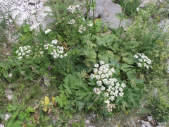 Heracleum grandiflorum