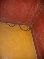 Lycodon anamallensis