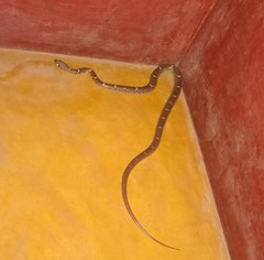 Lycodon anamallensis