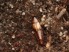 Lordithon trinotatus