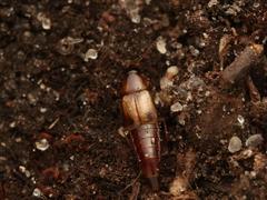 Lordithon trinotatus