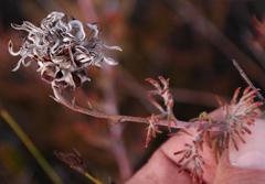 Serruria gremialis