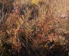 Serruria gremialis