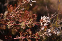 Serruria gremialis