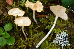 Cantharellopsis prescotii