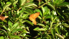 Phalanta eurytis eurytis