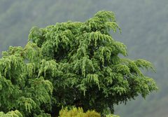 Juniperus brevifolia
