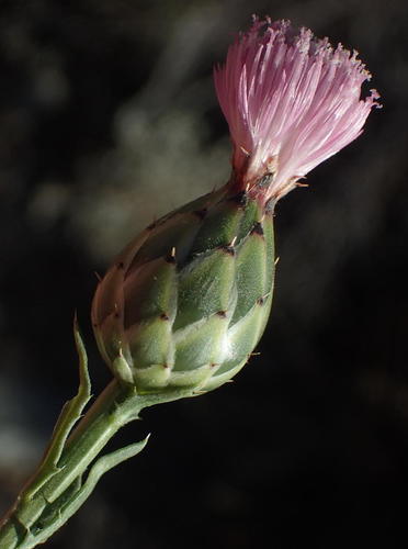 Mantisalca