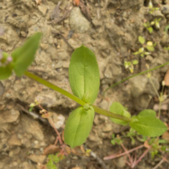 Plectritis macrocera