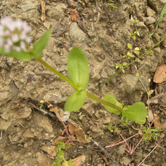 Plectritis macrocera