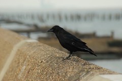 Corvus corone