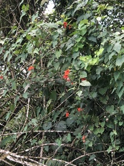 Pseudogynoxys benthamii