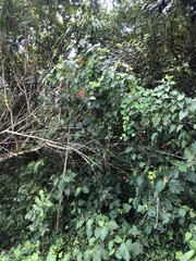 Pseudogynoxys benthamii