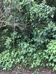 Pseudogynoxys benthamii