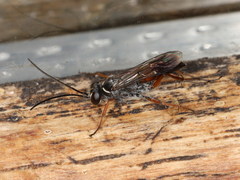 Agenioideus nubecula