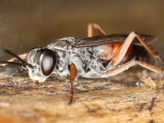 Agenioideus nubecula