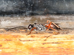 Agenioideus nubecula