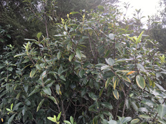 Pittosporum colensoi