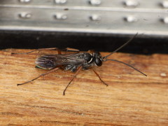 Agenioideus nubecula