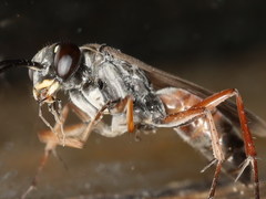 Agenioideus nubecula