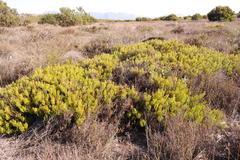 Serruria viridifolia