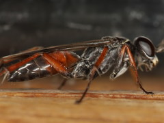 Agenioideus nubecula