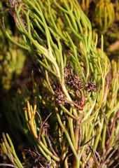 Serruria viridifolia