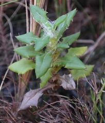 Senecio coleophyllus