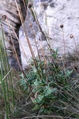 Senecio coleophyllus