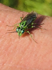 Tenthredo olivacea