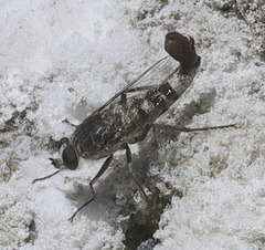 Apioceridae