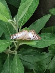 Anartia jatrophae