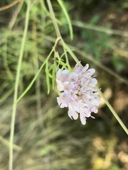 Scabiosa triandra