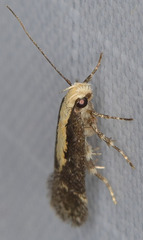 Aroga paraplutella