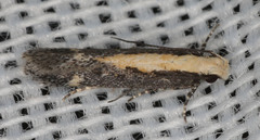 Aroga paraplutella