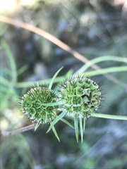Scabiosa triandra