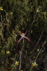 Caladenia footeana