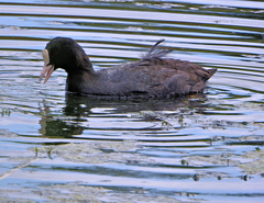 Fulica atra
