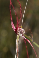 Caladenia footeana