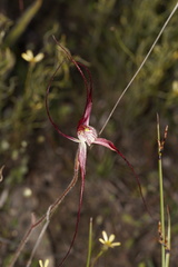 Caladenia footeana